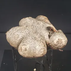 2026年最新】恵比寿笑い 現地の人気アイテム - メルカリ