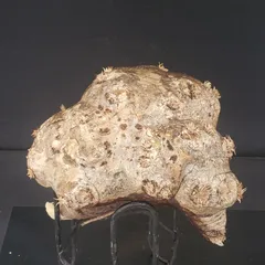 2026年最新】恵比寿笑い 現地の人気アイテム - メルカリ