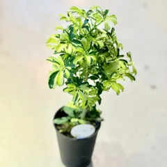 2026年最新】シェフレラの人気アイテム - メルカリ