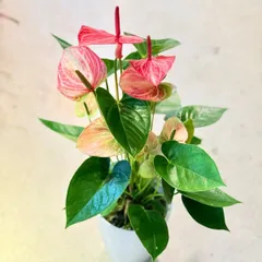 2026年最新】アンスリウムの人気アイテム - メルカリ