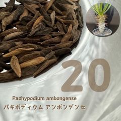 5月採種10粒 パキポディウム ウィンゾリー 10粒 windsorii - メルカリ