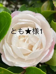 No.554  とも★様1  ネックレス