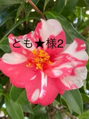 No.555  とも★様2  ネックレス