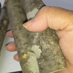 国産無農薬　木材　トネリコ　細　5本セット　直径3センチ以下のもの　長さ21~25センチまでのもの　クラフト　工芸　手作り　ペット　工作　撮影小物　インテリア　ネコポス