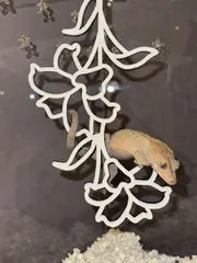 Repapaya｜『マイ森』Plant ハンガー 30サイズケージ対応 （マグネット付き）｜爬虫類レイアウト・登り枝・樹上性レプタイル用