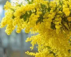 ミモザ 可愛い黄色のツボミがついた小枝 3本 蕾付きの枝