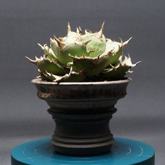 Agave titanota 日冕(コロナ)大 台湾ゴジラ アガベ チタノタ Agave titanota 日冕(コロナ)大 台湾ゴジラ アガベ チタノタ - メルカリ