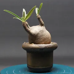 2026年最新】グラキリスの人気アイテム - メルカリ