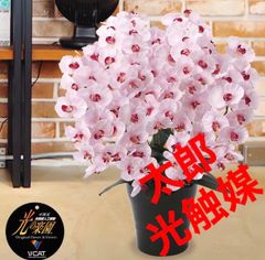 光触媒 人工観葉植物 ウォールグリーン フェイクグリーン エレガンス