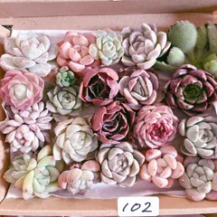 102 多肉植物寄せ植えセット