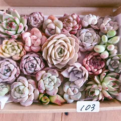 103 多肉植物寄せ植えセット