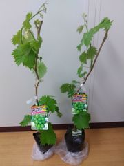 ③*ஐ艶々で光沢がある黒いシャインマスカット*ஐぶどう・苗木