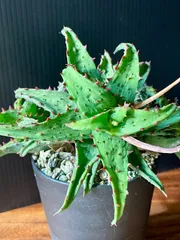 2026年最新】アロエハイブリッド 種子の人気アイテム - メルカリ