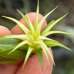 現品＊チランジア イオナンタ メディオピクタ Tillandsia ionantha