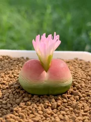 2026年最新】コノフィツムの人気アイテム - メルカリ