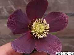 【 Shizuku農園さん専用 】クリスマスローズ　3株