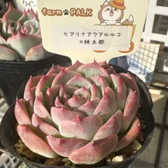 2026年最新】ファームパルクさん苗の人気アイテム - メルカリ