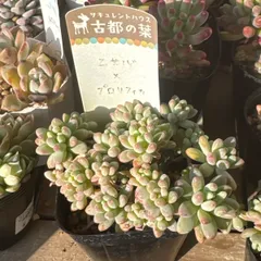 2026年最新】古都の葉の人気アイテム - メルカリ