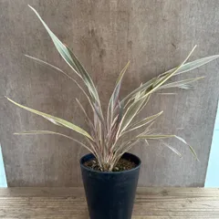 コルジリネ ピンクストライプ①　現品　Cordyline banksii リュウゼツラン科  センネンボク属　観葉植物 観葉 植物 ピンク レア 希少 インテリア プレゼント おしゃれ かわいい 斑入り  グリーン カラーリーフ