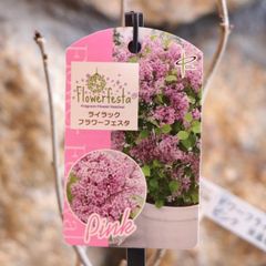 ✿Dom❤Mia✿プロフ必読✿さま専用】 花苗 おまとめ - メルカリ