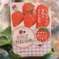 タキイ イチゴ苗 やよいひめ 4号ポット苗 【3株販売】 一季なり イチゴ イチゴ苗 寄せ植え 花壇 鉢植え お洒落 可愛い 春の花 花 野菜 果物 苗 初心者