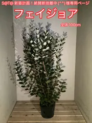 S@T@ 新築計画！絶賛断捨離中(^^)様専用ページ フェイジョア