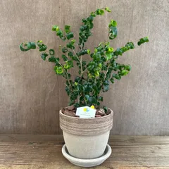 ベンジャミン バロック 現品 Ficus benjamina barok  陶器鉢 パテント 種苗登録品種 クワ科 フィカス属  観葉植物 観葉 植物 珍奇植物 珍奇 珍しい 珍奇 レア 希少 インテリア プレゼント おしゃれ グリーン