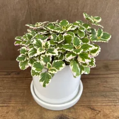 アロマティカス斑入り① 陶器鉢 現品 Plectranthus amboinicus シソ科 プレクトランサス属 アロマ ハーブ 観葉植物 観葉 植物 虫よけ ゴキブリよけ グリーン