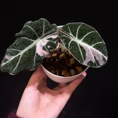 2026年最新】アロカシア ブラックベルベット ピンクの人気アイテム