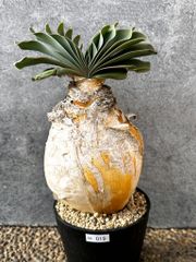 現品限り】ケラリア・ピグマエア 現地株【AJ44】 Ceraria pygmaea