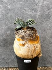 現品限り】パキポディウム・ナマクアナム 光堂 実生 大株【AH82