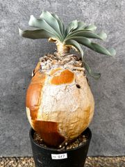 現品限り】パキポディウム・ナマクアナム 光堂 実生 大株【AH82