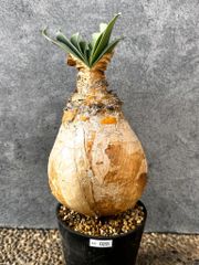 現品限り】ケラリア・ピグマエア 現地株【AJ44】 Ceraria pygmaea