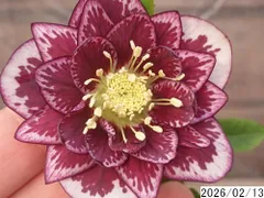 2026年最新】開花株の人気アイテム - メルカリ