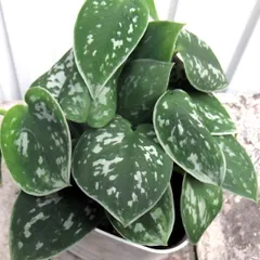 2026年最新】scindapsus スキンダプサスの人気アイテム - メルカリ