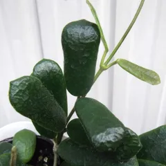 2026年最新】ホヤ 植物の人気アイテム - メルカリ