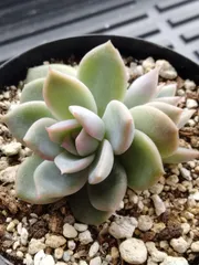 2026年最新】コロラータの人気アイテム - メルカリ