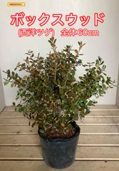 レプトスペルマム カッパーグロー 8号 - メルカリ