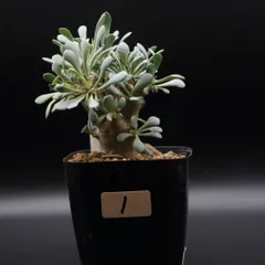 2026年最新】オトンナ ユーフォルビオイデスの人気アイテム - メルカリ