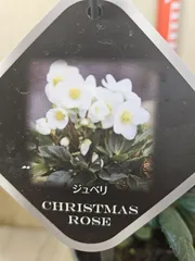 メル15643様専用