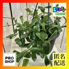 2026年最新】ガガイモ サインの人気アイテム - メルカリ