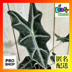 2026年最新】アロカシア ノビリスの人気アイテム - メルカリ