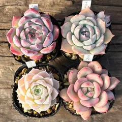 【2-3】多肉植物４点セット（現品限り）