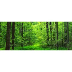 絵画風 壁紙ポスター (はがせるシール式) 視線が自然と奥へ抜ける森林 貼るインテリア キャラクロ SNR-111P1 (パノラマ版 1440mm×576mm) ＜日本製＞ ウォールステッカー お風呂ポスター