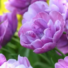 芽出し球根 ♡ チューリップ　ブルーダイヤモンド