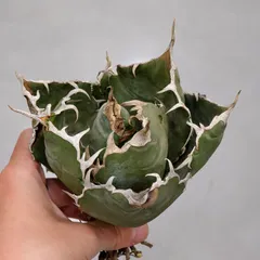 2026年最新】皇冠 アガベの人気アイテム - メルカリ