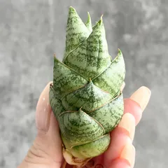 2026年最新】サンセベリア 希少の人気アイテム - メルカリ