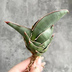 2026年最新】サンセベリア 希少の人気アイテム - メルカリ