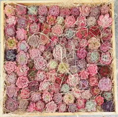 2026年最新】多肉 エケベリア セットの人気アイテム - メルカリ