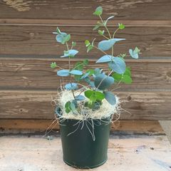 銀丸葉ユーカリ ハートリーフ ポット発送❣️オージープランツ ドライ